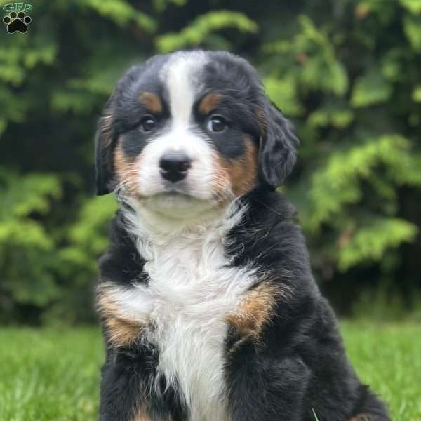 Aspen, Bernese Mountain Dog Puppy