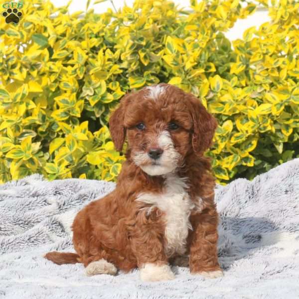 Bonnie, Mini Goldendoodle Puppy