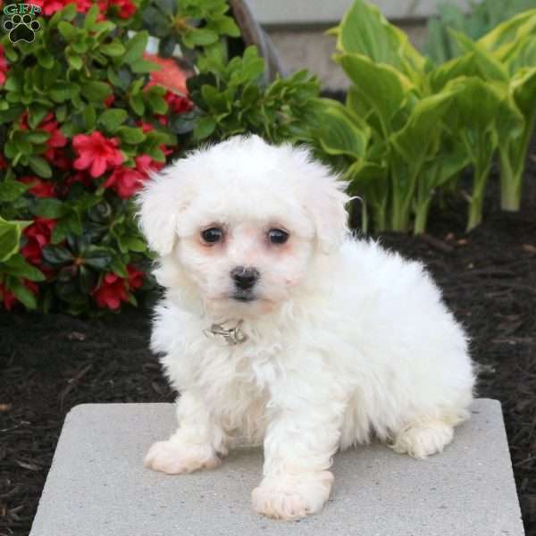 Bonnie, Bichon Frise Puppy