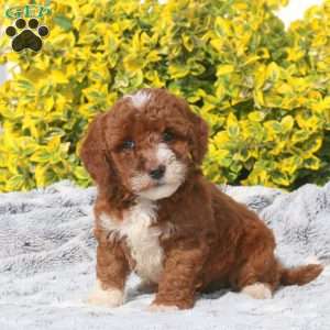 Bonnie, Mini Goldendoodle Puppy