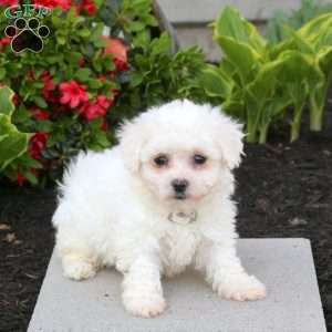 Bonnie, Bichon Frise Puppy