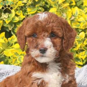 Bonnie, Mini Goldendoodle Puppy