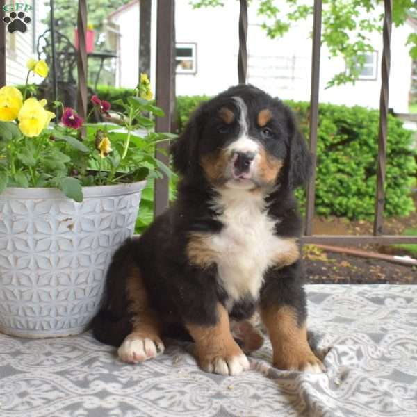 Boomer, Bernese Mountain Dog Puppy