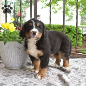 Boomer, Bernese Mountain Dog Puppy