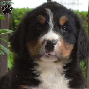 Boomer, Bernese Mountain Dog Puppy