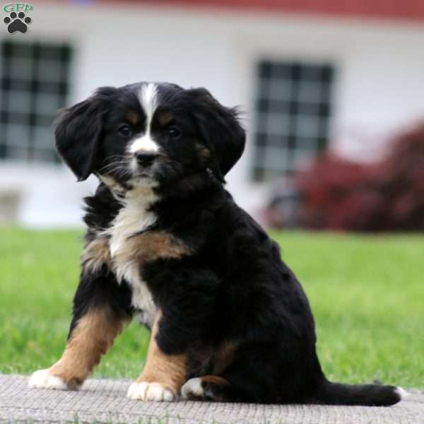 Boomer, Miniature Bernese Mountain Dog Puppy