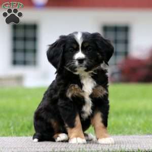 Boomer, Miniature Bernese Mountain Dog Puppy