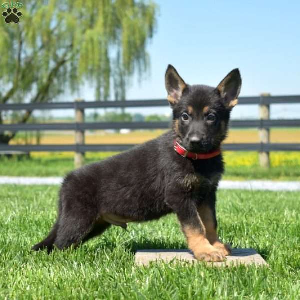 Boulder, German Shepherd Puppy