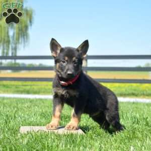 Boulder, German Shepherd Puppy