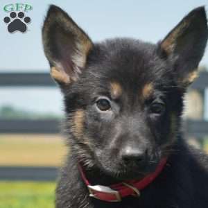 Boulder, German Shepherd Puppy