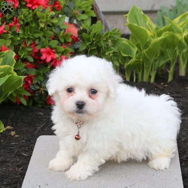 Bowie, Bichon Frise Puppy