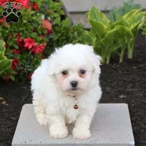 Bowie, Bichon Frise Puppy