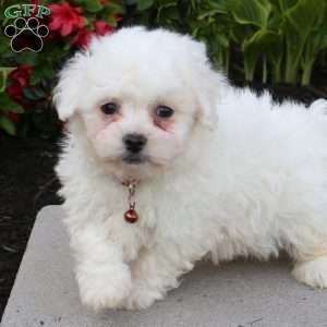 Bowie, Bichon Frise Puppy