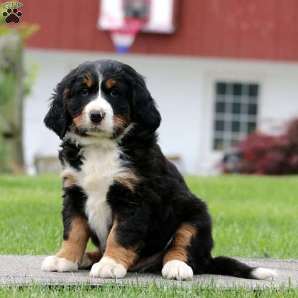 Braden, Miniature Bernese Mountain Dog Puppy