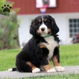 Braden, Miniature Bernese Mountain Dog Puppy