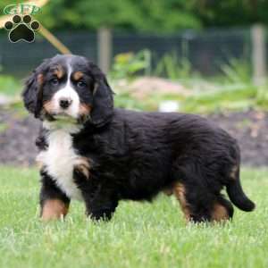 Braden, Miniature Bernese Mountain Dog Puppy