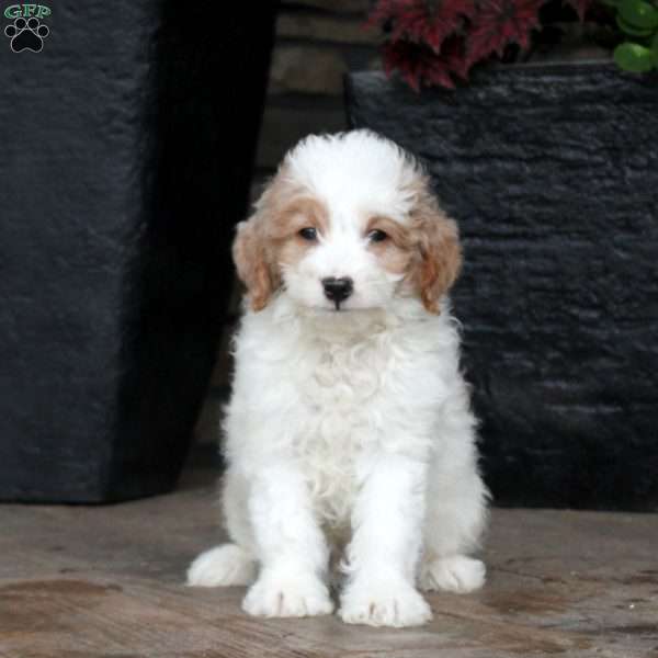 Brandon, Mini Goldendoodle Puppy