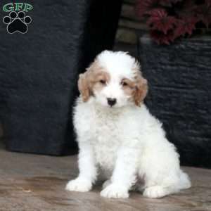 Brandon, Mini Goldendoodle Puppy