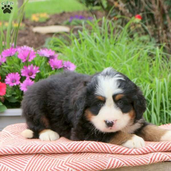Brandy, Bernese Mountain Dog Puppy