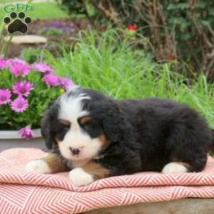 Brandy, Bernese Mountain Dog Puppy