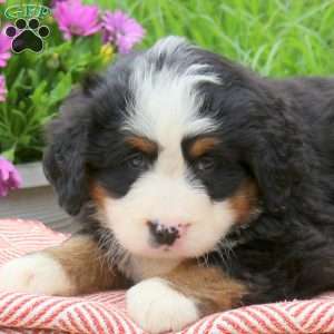 Brandy, Bernese Mountain Dog Puppy