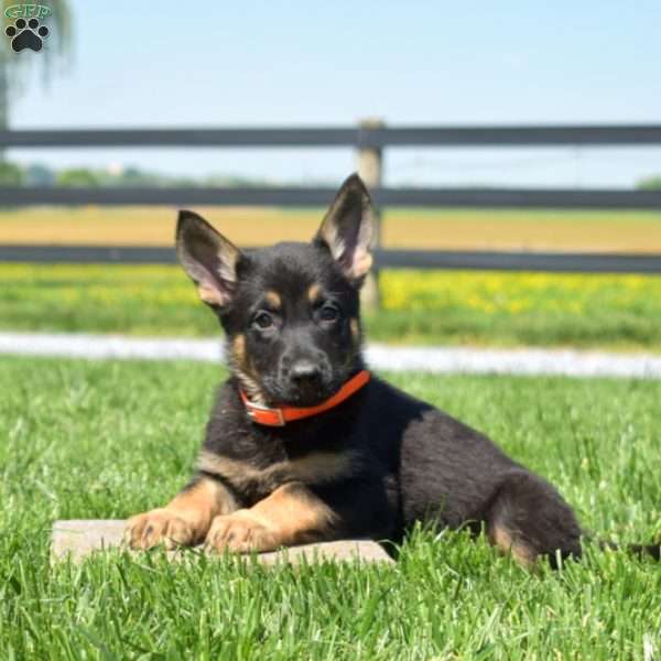 Breeze, German Shepherd Puppy