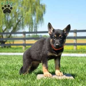 Breeze, German Shepherd Puppy