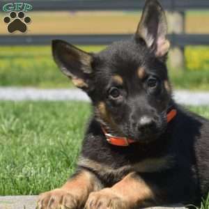Breeze, German Shepherd Puppy