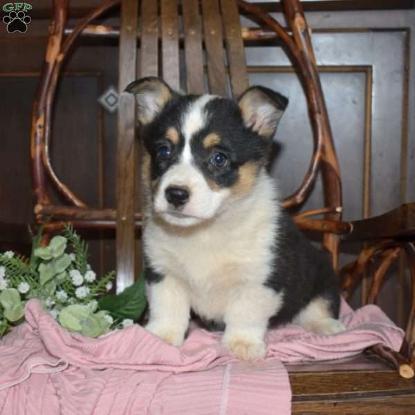 Bridget, Pembroke Welsh Corgi Puppy