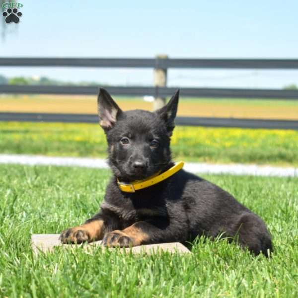 Bridget, German Shepherd Puppy