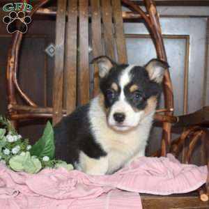 Bridget, Pembroke Welsh Corgi Puppy