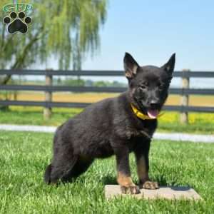 Bridget, German Shepherd Puppy