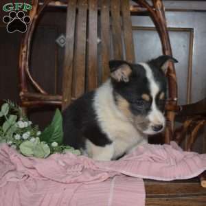 Bridget, Pembroke Welsh Corgi Puppy