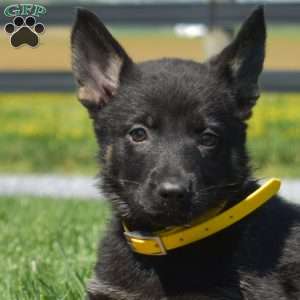 Bridget, German Shepherd Puppy