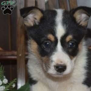 Bridget, Pembroke Welsh Corgi Puppy