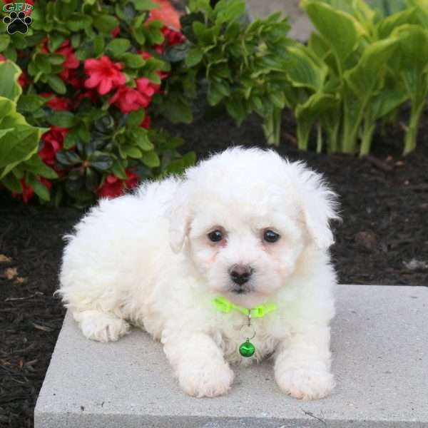 Bridgette, Bichon Frise Puppy