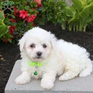 Bridgette, Bichon Frise Puppy