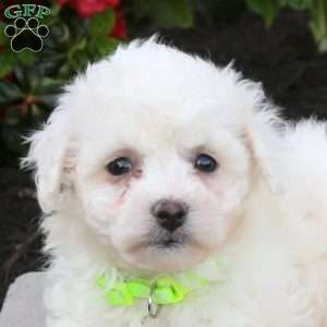 Bridgette, Bichon Frise Puppy