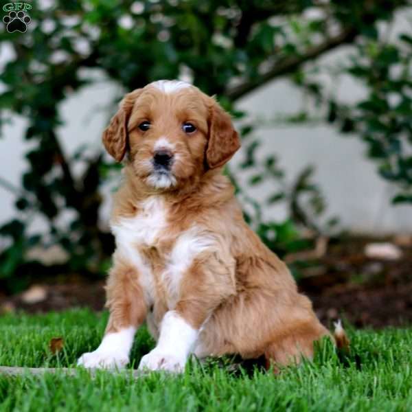 Brie, Goldendoodle Puppy