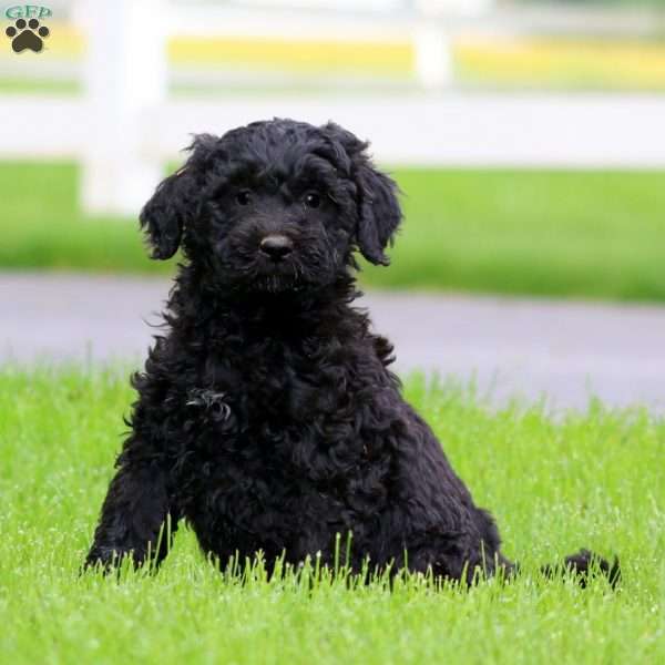 Brie, Bernese Mountain Dog Mix Puppy