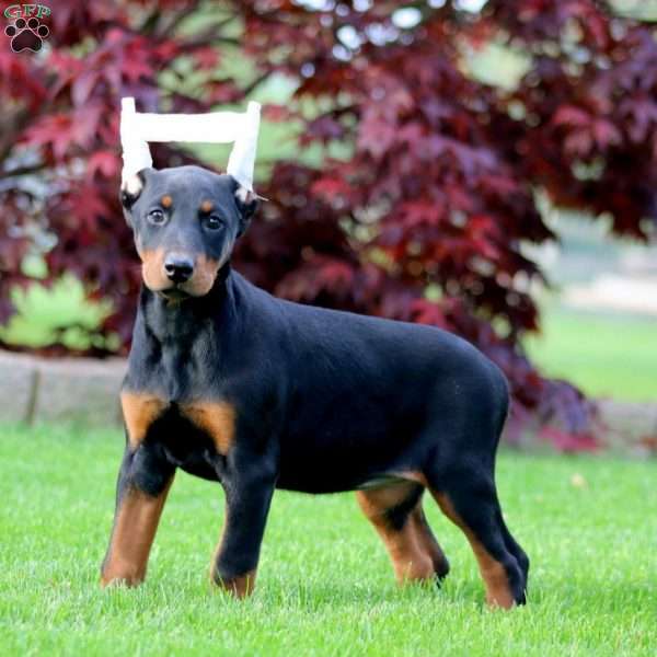Brie, Doberman Pinscher Puppy