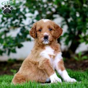 Brie, Goldendoodle Puppy