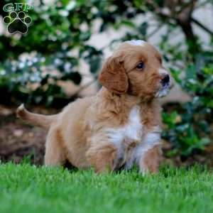 Brie, Goldendoodle Puppy