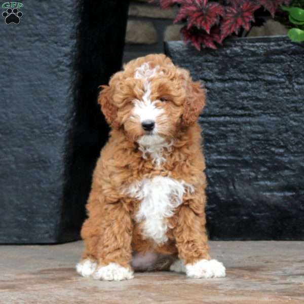 Brielle, Mini Goldendoodle Puppy