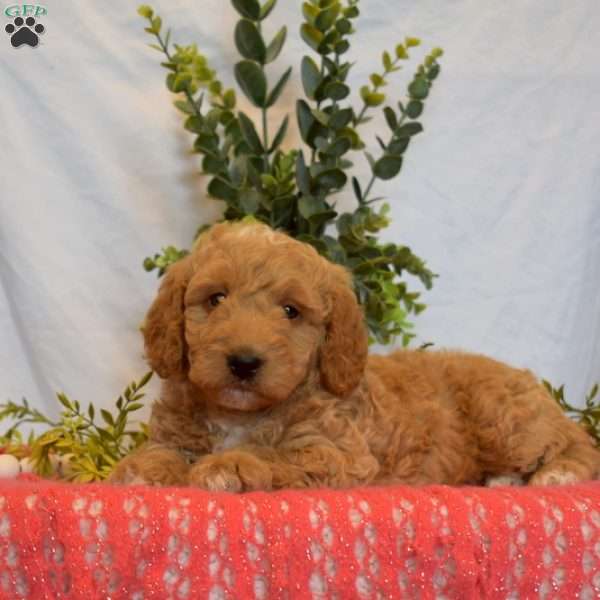 Brisket, Mini Goldendoodle Puppy