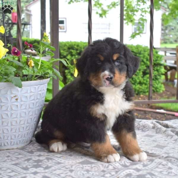 Brisket, Bernese Mountain Dog Puppy