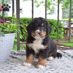 Brisket, Bernese Mountain Dog Puppy