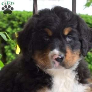 Brisket, Bernese Mountain Dog Puppy