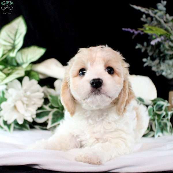 Brittany, Cavachon Puppy