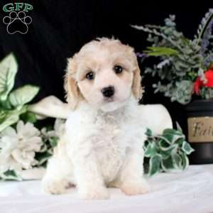 Brittany, Cavachon Puppy